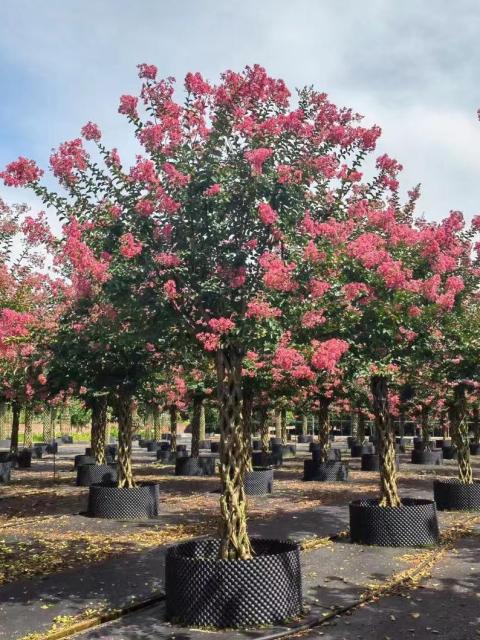 Lagerstroemia indica L.