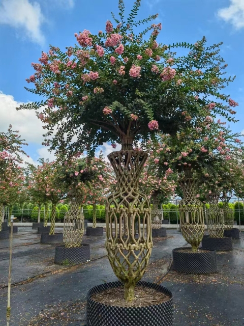Lagerstroemia indica L.