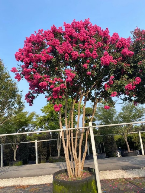 Lagerstroemia indica L.