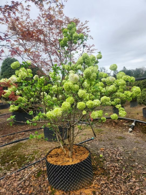 Viburnum macrocephalum Fort.