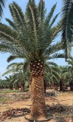 Phoenix canariensis Chabaud