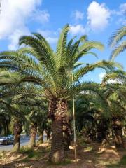 Phoenix canariensis Chabaud