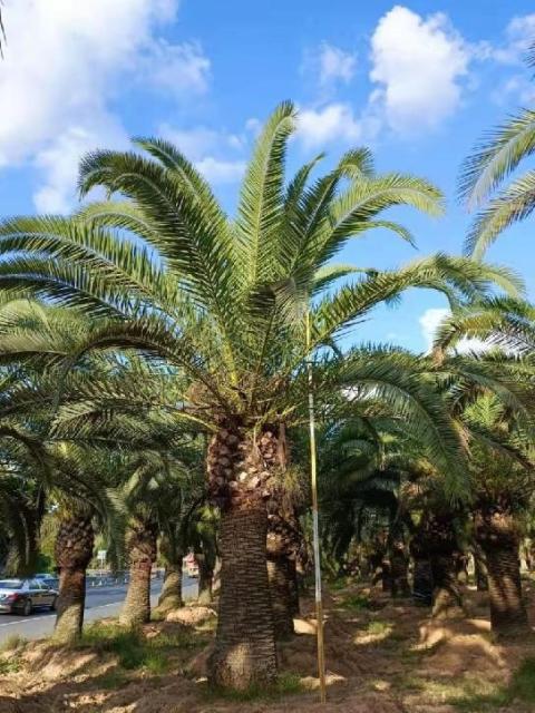 Phoenix canariensis Chabaud
