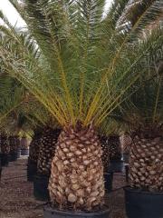 Phoenix canariensis Chabaud