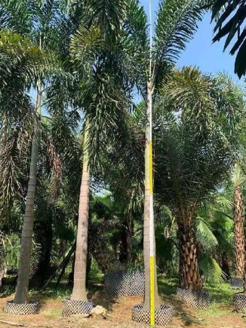 Roystonea regia (Kunth) O. F. Cook