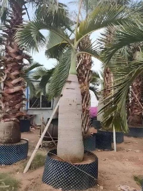 Roystonea regia (Kunth) O. F. Cook