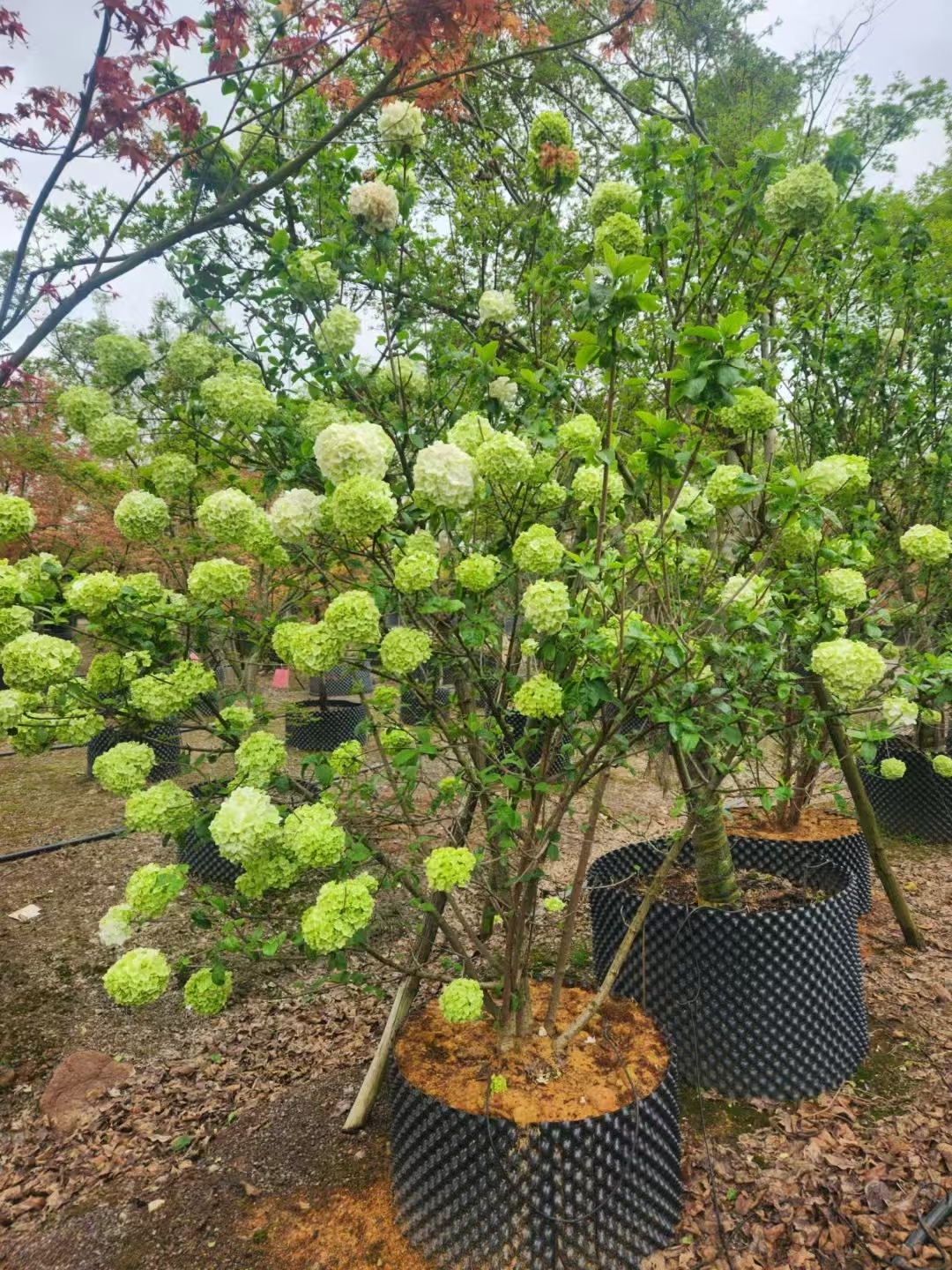 Viburnum macrocephalum Fort.