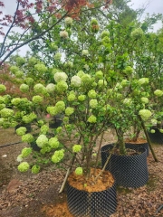 Viburnum macrocephalum Fort.