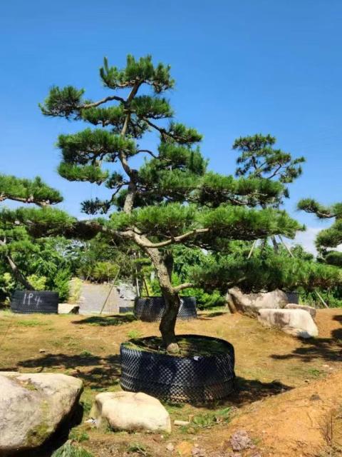 Pinus thunbergii Parl.