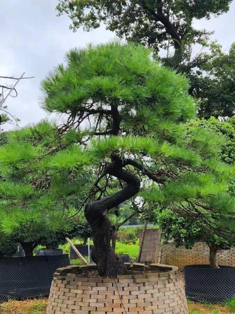 Pinus thunbergii Parl.