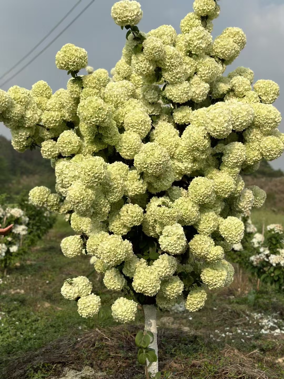 Viburnum macrocephalum Fort.