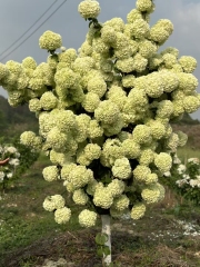 Viburnum macrocephalum Fort.