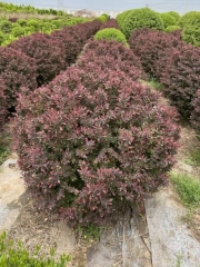 Berberis thunbergii 'Atropurpurea'