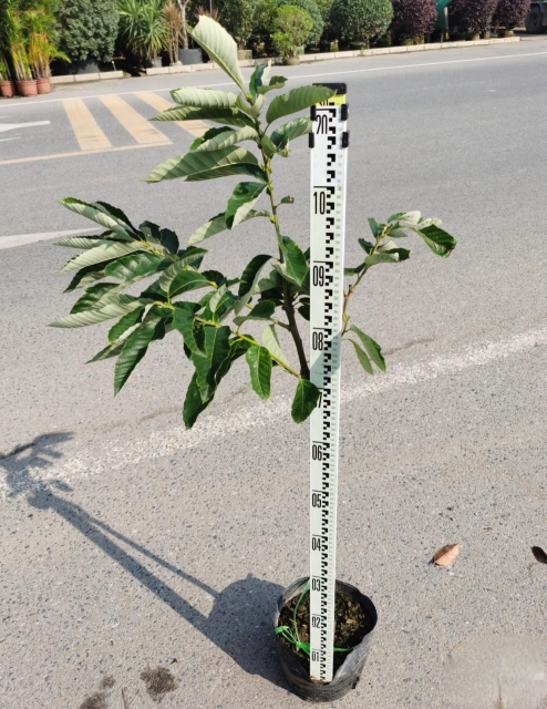 Castanea mollissima Blume