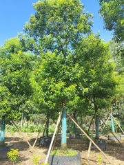 Cinnamomum camphora (L.) Presl.