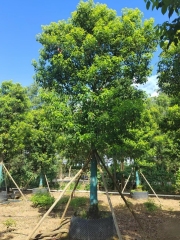 Cinnamomum camphora (L.) Presl.