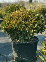 Buxus bodinieri H. Lév.