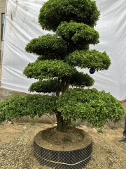 Buxus megistophylla H. Lév.