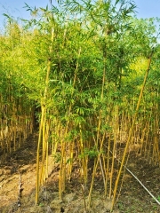 Bambusa eutuldoides var. viridivittata