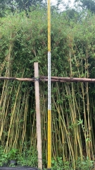 Bambusa multiplex