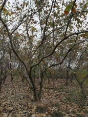 Castanea mollissima Blume
