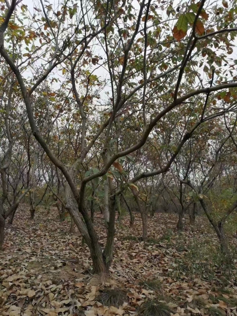Castanea mollissima Blume
