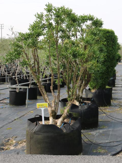 Buxus bodinieri H. Lév.