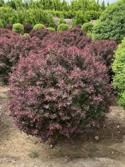 Berberis thunbergii 'Atropurpurea'