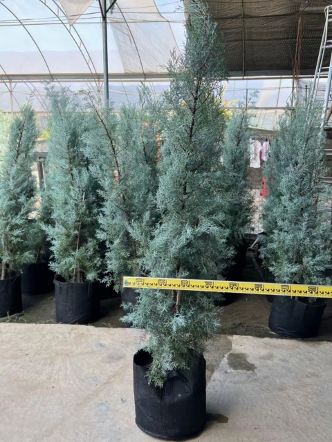 Cupressus glabra 'Blue Ice'