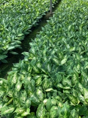 Dieffenbachia seguine (Jacq.)