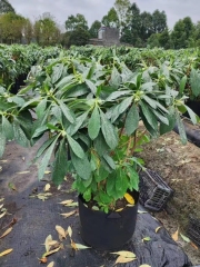 Edgeworthia chrysantha Lindl.