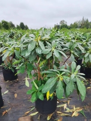 Edgeworthia chrysantha Lindl.