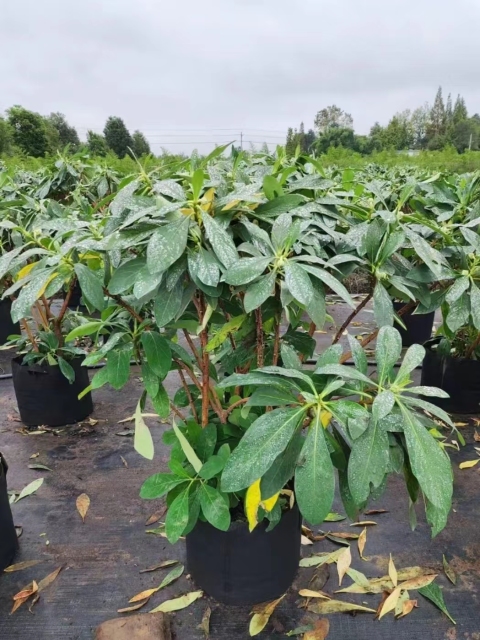Edgeworthia chrysantha Lindl.