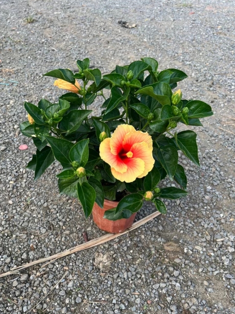 Hibiscus rosa-sinensis L.