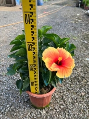 Hibiscus rosa-sinensis L.