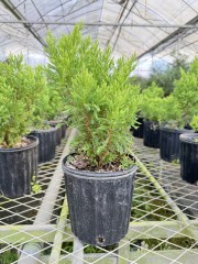 Juniperus occidentalis 'Rheingold'