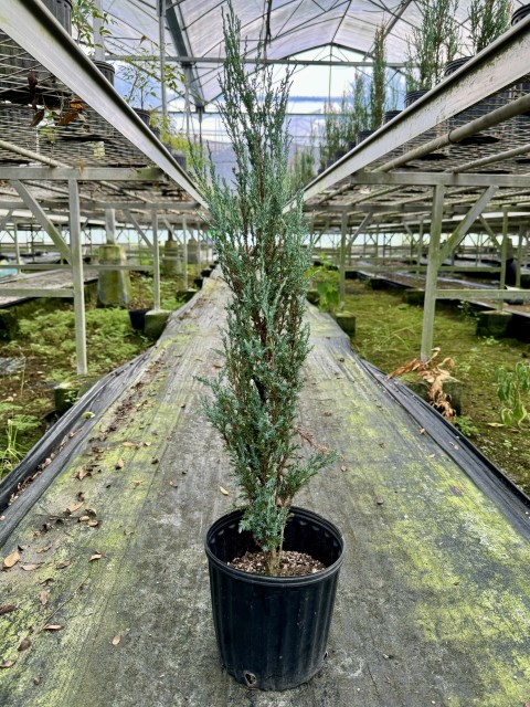 Juniperus scopulorum 'Blue Arrow'