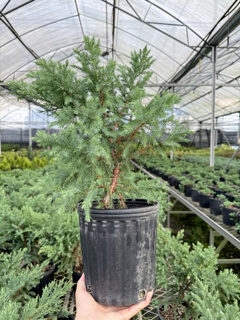 Juniperus chinensis var.  sargentii