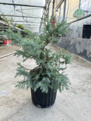Juniperus squamata  'Blue Carpet'