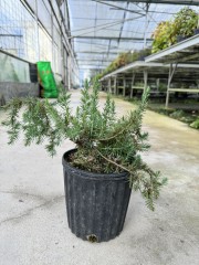 Juniperus Taxifolia  var.lutchuensis