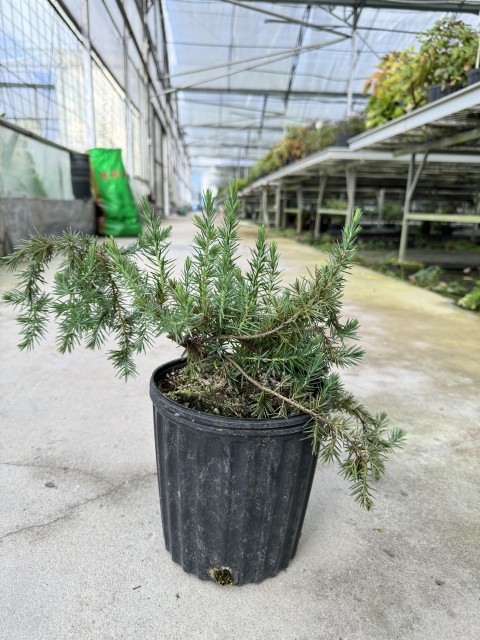 Juniperus Taxifolia  var.lutchuensis
