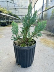 Juniperus Horizo​​nis  'Blue Chip'