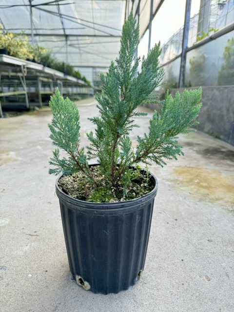 Juniperus Horizo​​nis  'Blue Chip'