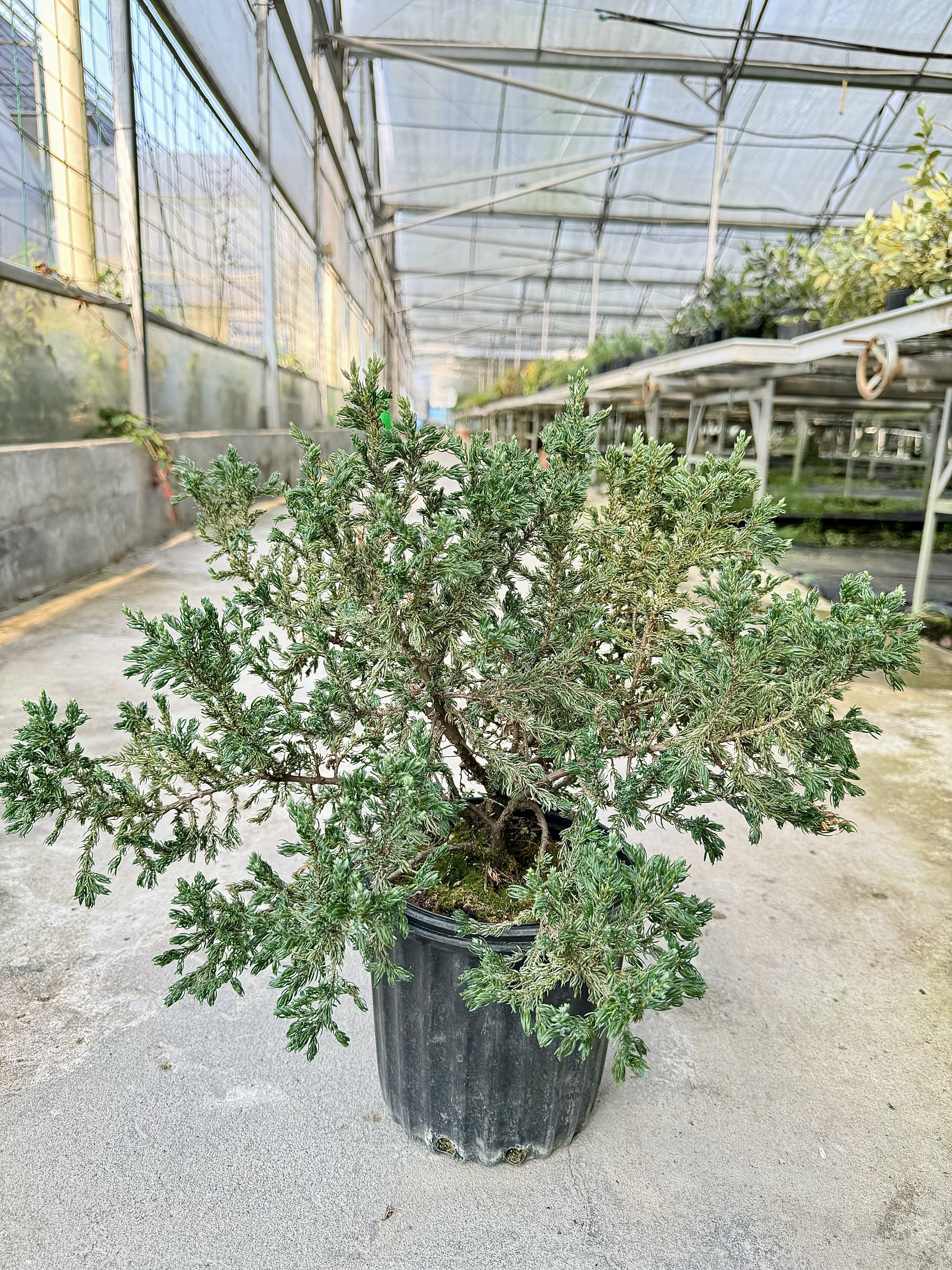Juniperus communis  'Repanda'