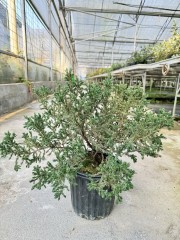 Juniperus communis  'Repanda'
