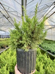 Juniperus chinensis  'Plumosa Aurea'