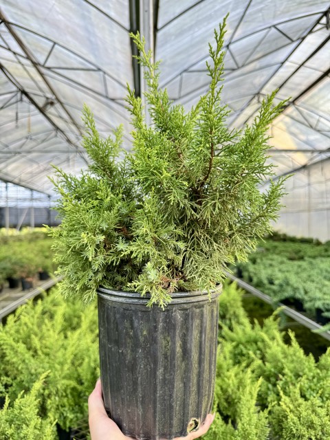 Juniperus chinensis  'Plumosa Aurea'