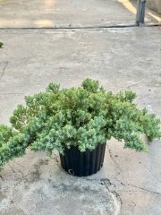Juniperus procumbens 'Nana'.