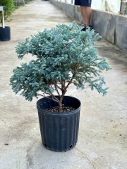 Chamaecyparis pisifera 'Boulevard'