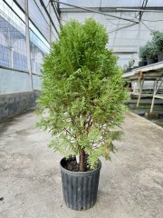 Thuja occidentalis
